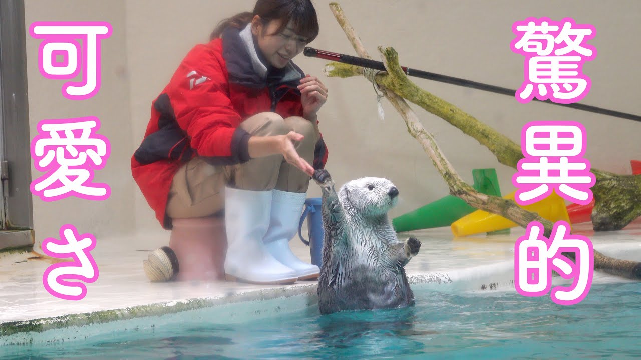 【可愛さに悲鳴】ラッコのメイちゃん、可愛さが炸裂! Sea Otterr”May