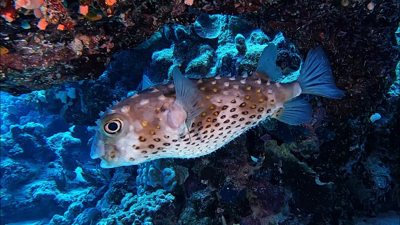 Marsa Alam Diving Tauchen Egypt Masdoda Red Sea 2022 HD