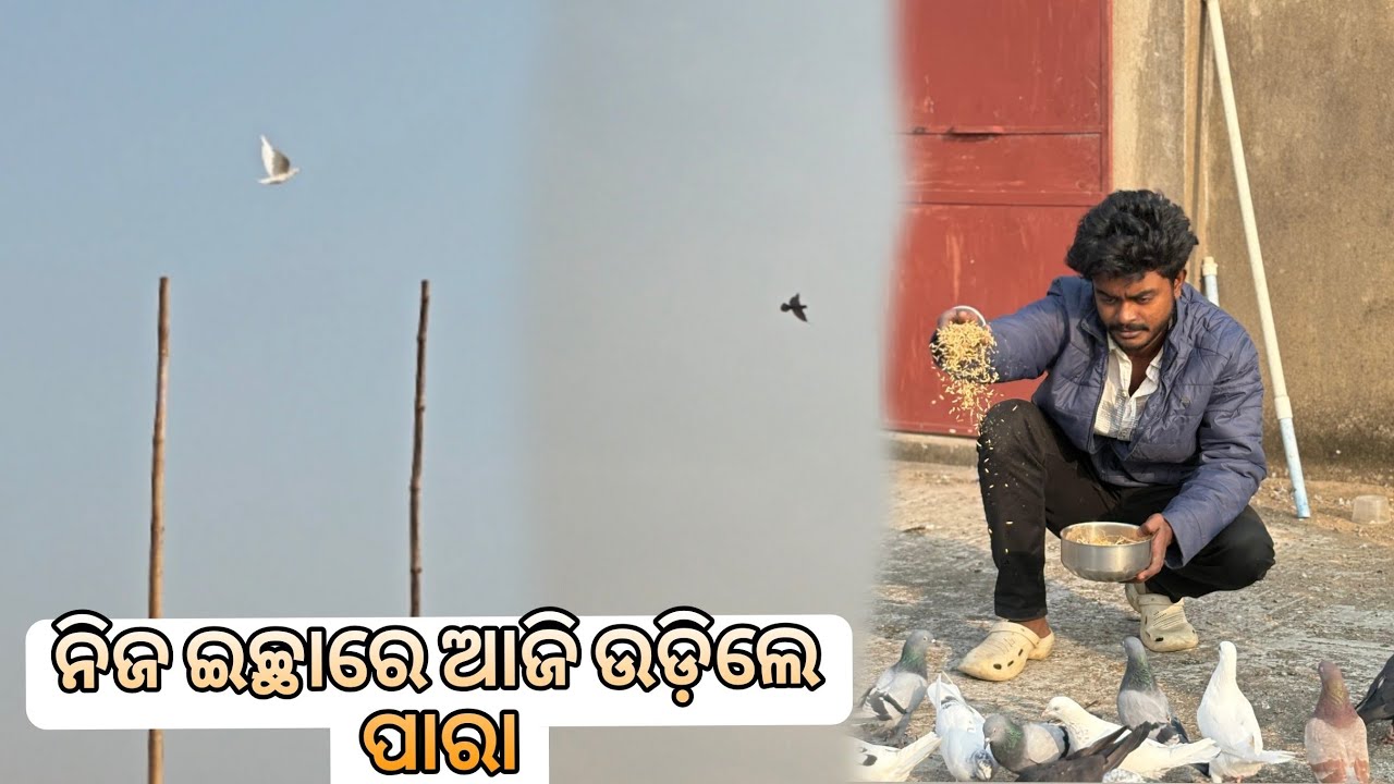 ନିଜ ଇଚ୍ଛାରେ ଆଜି ଉଡିଲେ ପାରା 😁 ||HIGHFLYER PIGEON||