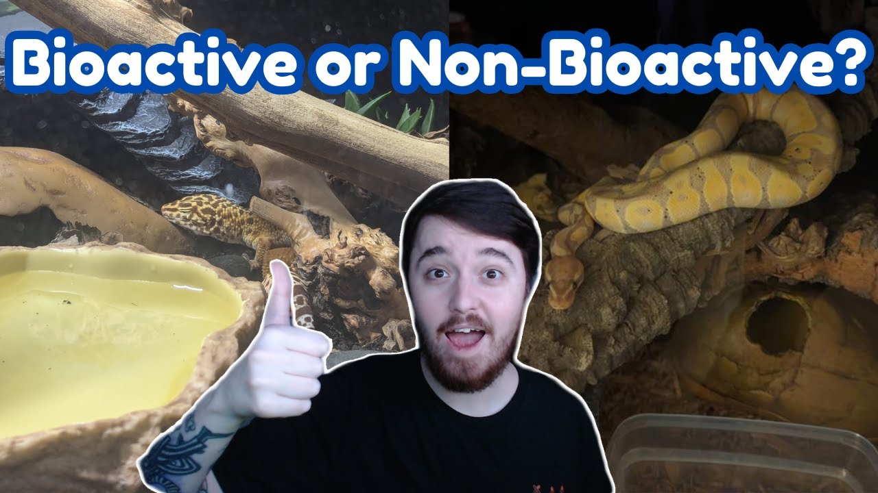 Bioactive Or Non-Bioactive Vivarium, which is best?