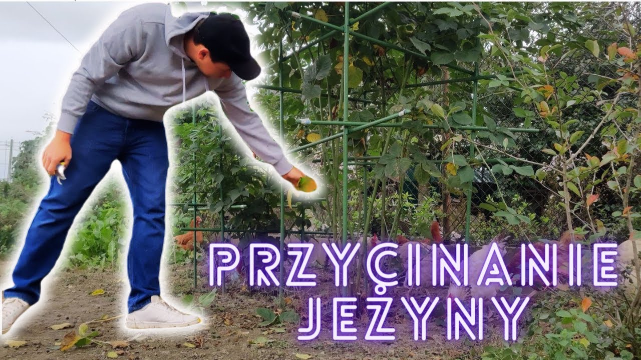 Przycinanie jeżyny bezkolcowej