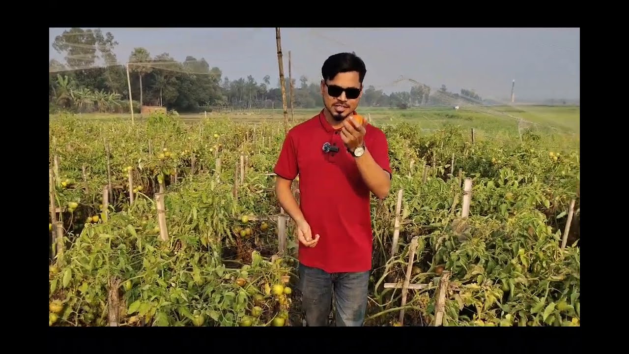 ভিন্ন পদ্ধতিতে টমেটো চাষ। Tometo Chash podhutit lav jonok. #tometo 