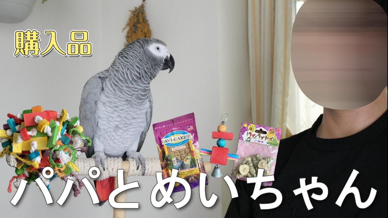 【購入品】パパとめいちゃんのお喋りの様子を撮影してみたら…（汗）我が子達にプレゼント