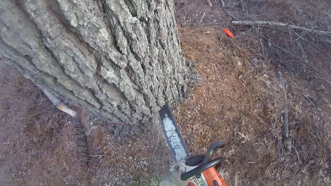 RUNNING THE STIHL MS441 MAGNUM