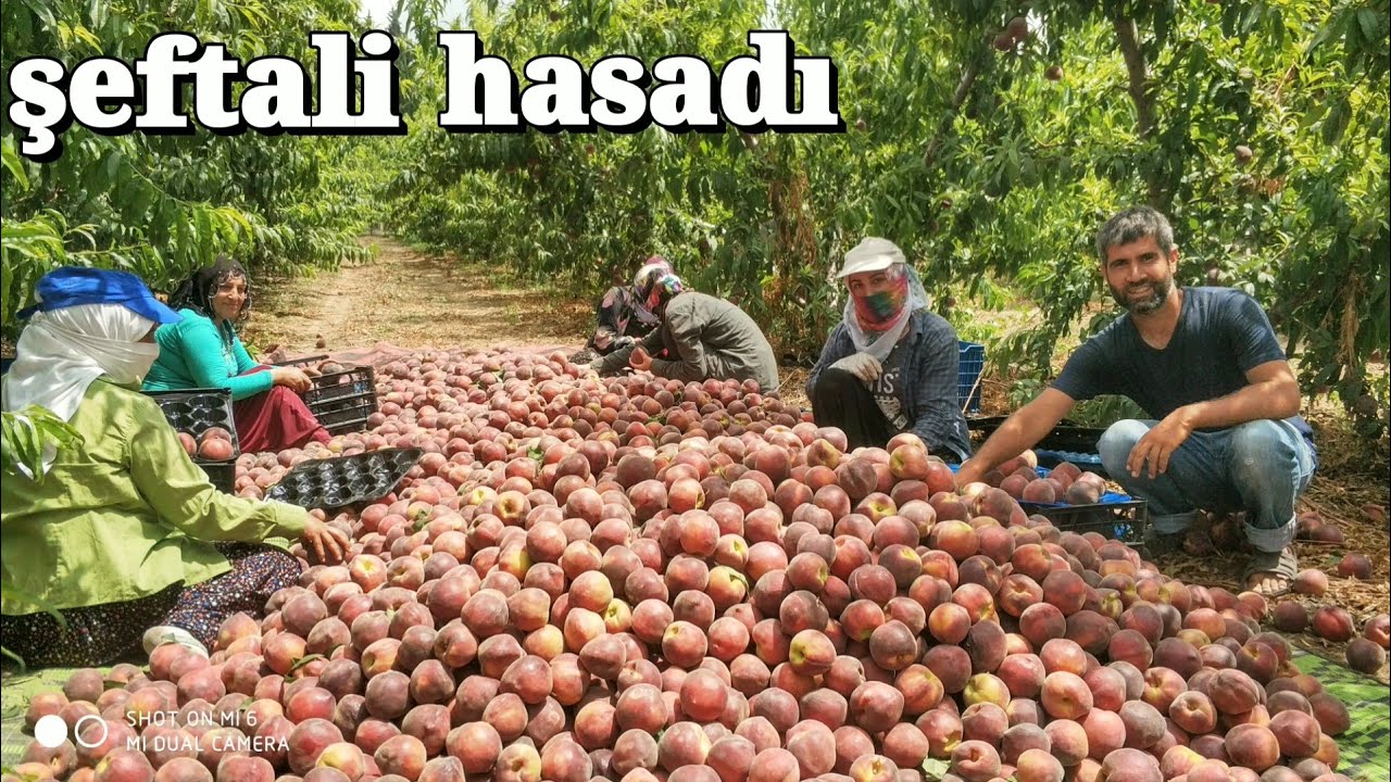 Şeftali hasadı yaptık. şeftali yetiştiriciliği Mersin Tarsus heleke köyü