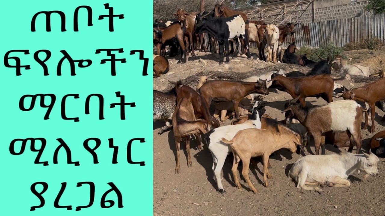 ፍየሎችን በማርባት ሚልየነር ይኮናል