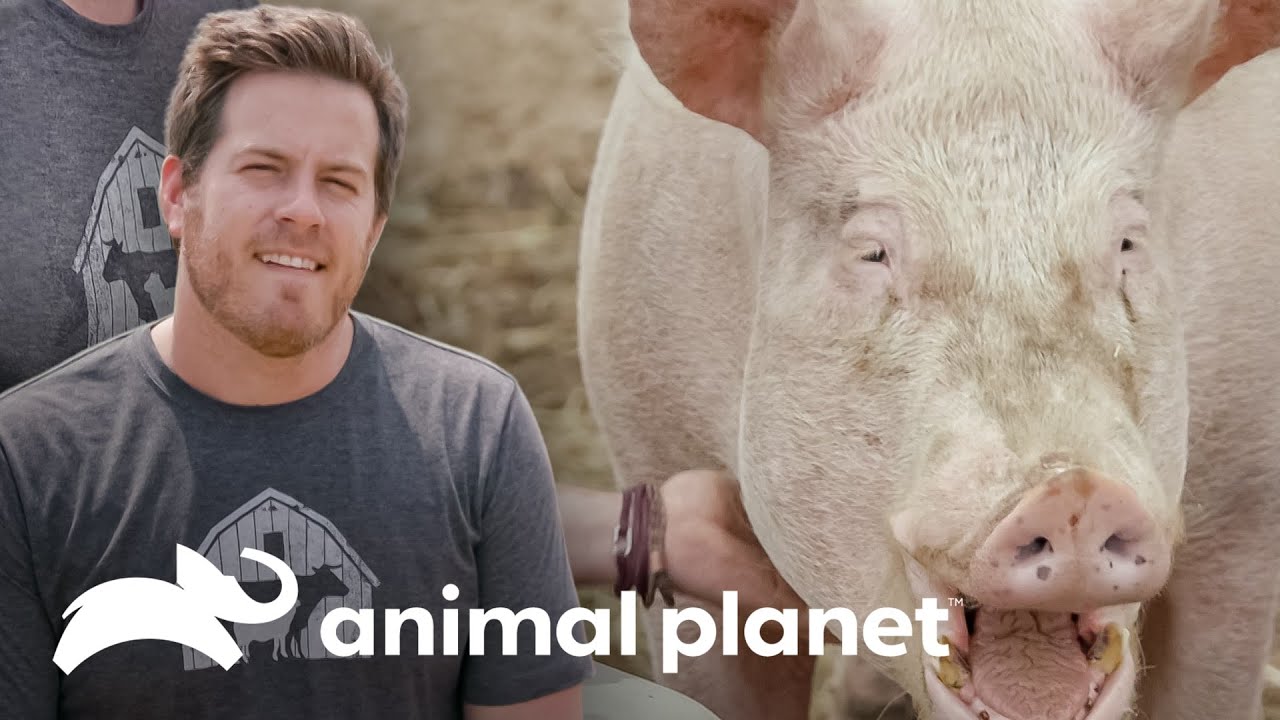Porquinhos fofos ​​são tratados com carinho na fazenda | Santuário Animal | Animal Planet Brasil
