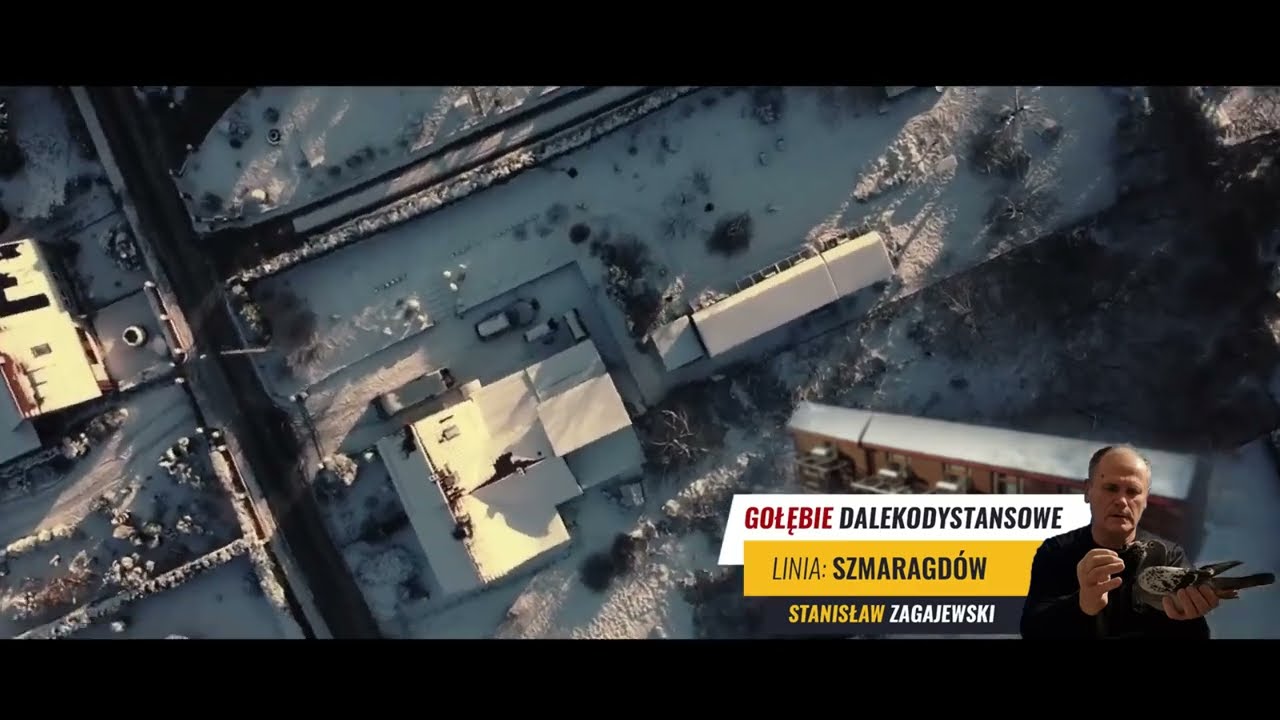 Stanisława Zagajewskiego - czysta linia gołębi Szmaragd  - Film 2025
