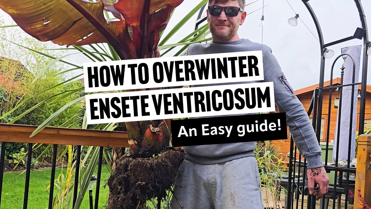 Как перезимовать ensete ventricosum 'maurelii — простое руководство!