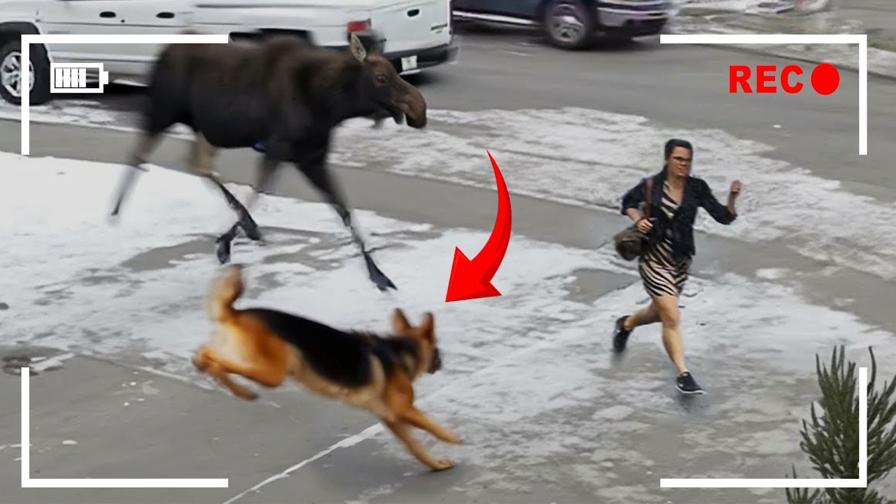 UNTUNG DIREKAM CCTV! 25 Momen Hewan Menyelamatkan Nyawa Manusia