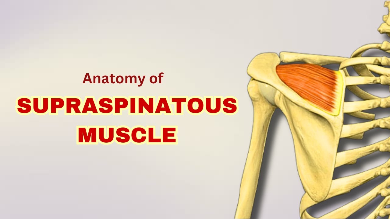 Supraspinatus Muscle Anatomy | Muscle of Scapular Region | Doctor Speaks