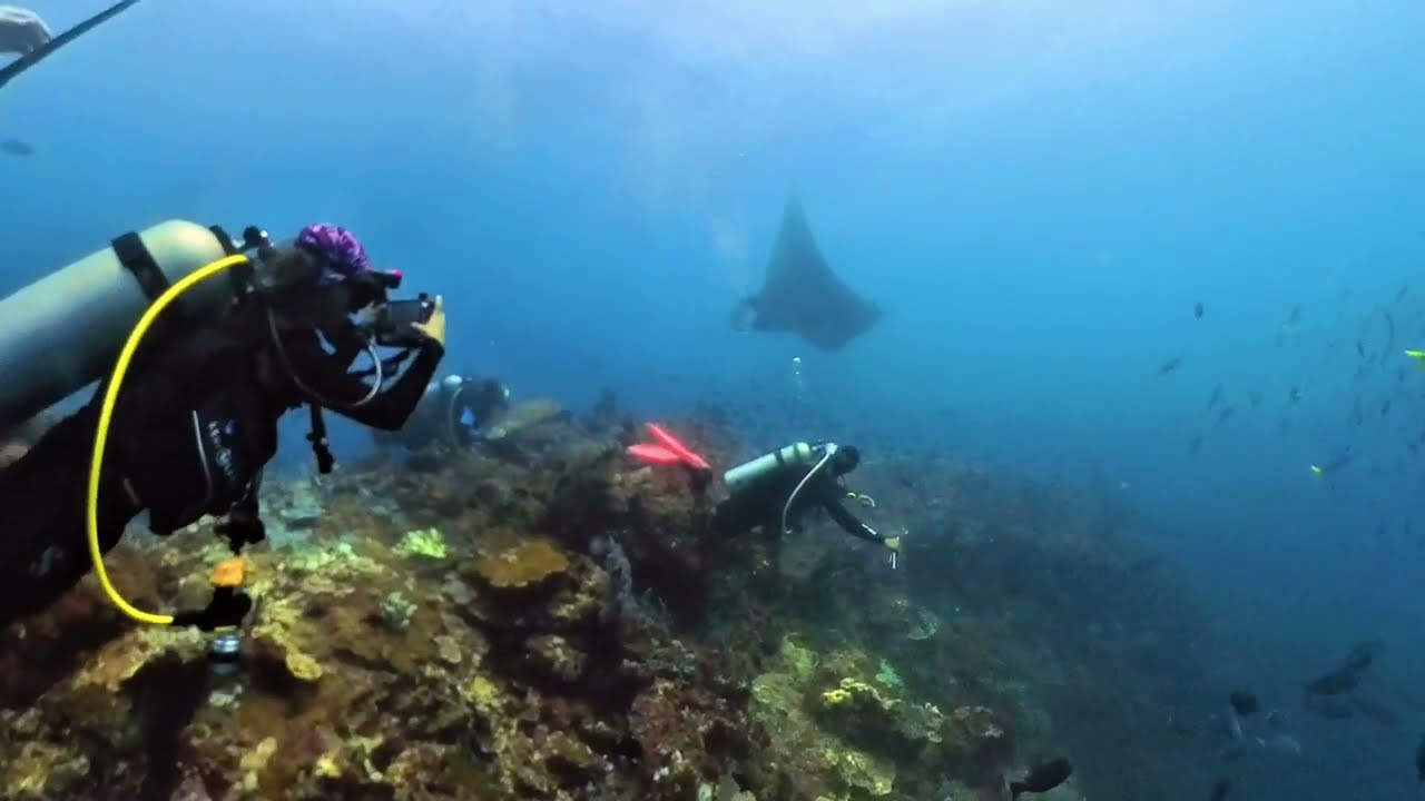 Mantas Indonesien