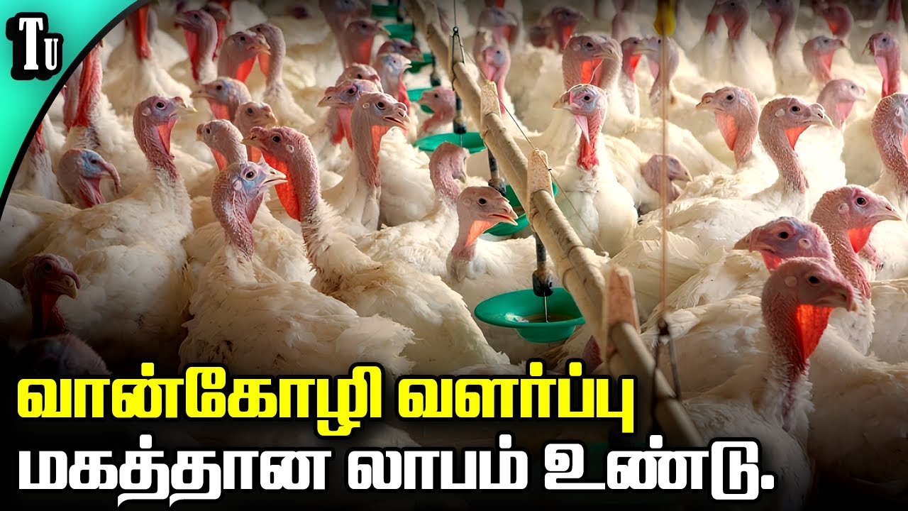 வான்கோழி வளர்ப்பு முறை.