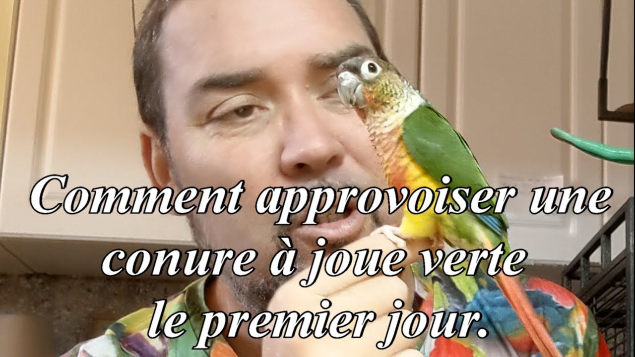 Comment apprivoiser une conure à joue verte - How to Tame a Green Cheek Conure