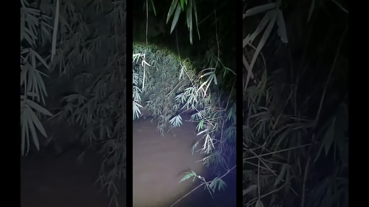Tpu kebun kembang serem #fypyoutube#fypsemuaorang#sorotanpublik 
