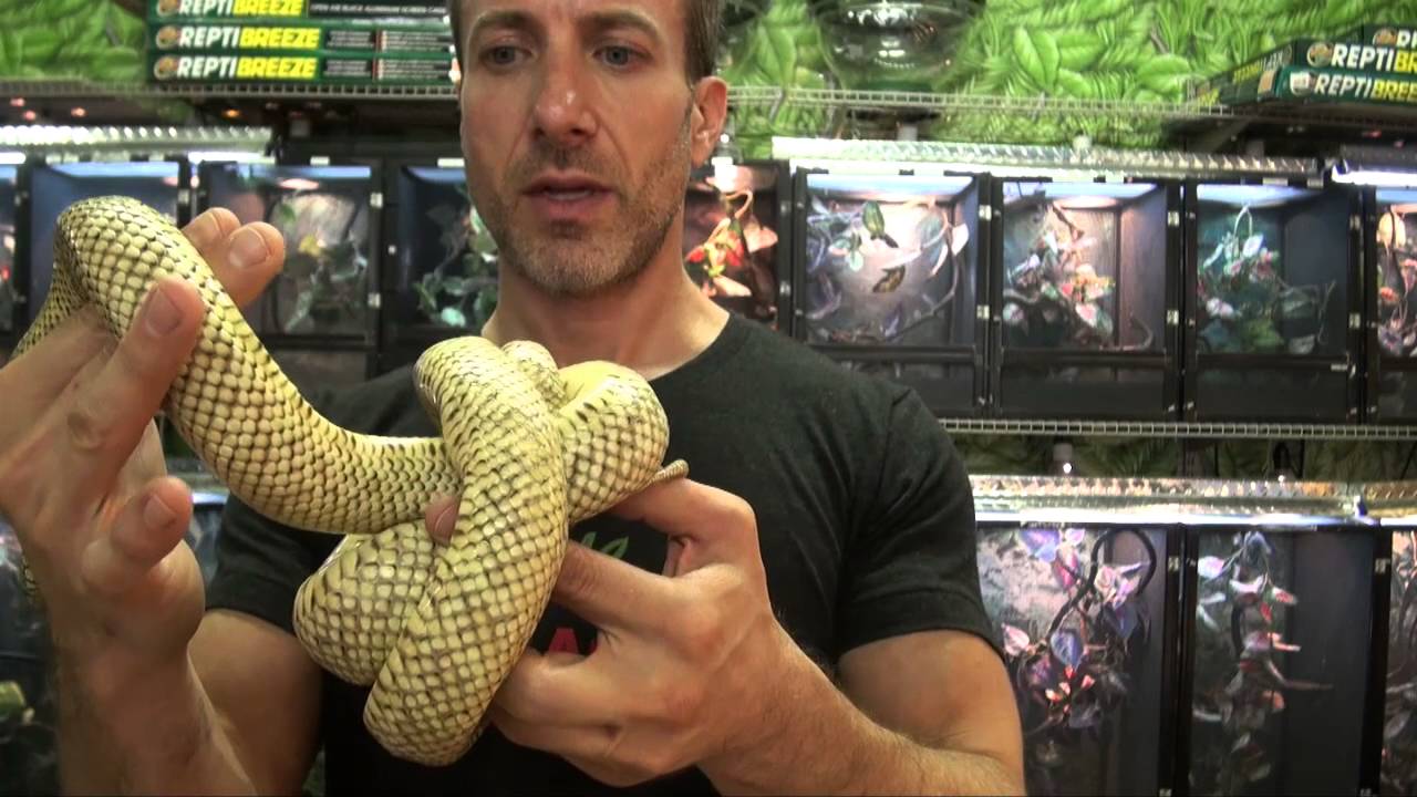 Hypomelanistic Brook's King Snakes For Sale. Buy at Big Apple Pet with Same Day Shipping.