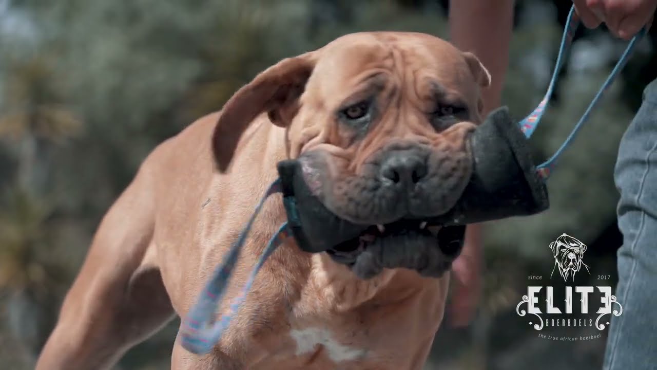 Training With Our Young BOERBOELS