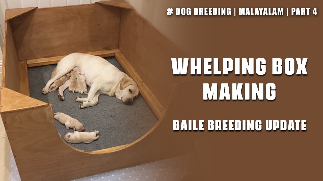 whelping box making | വീട്ടിൽ തന്നെ ഉണ്ടാക്കാം | dog breeding malayalam