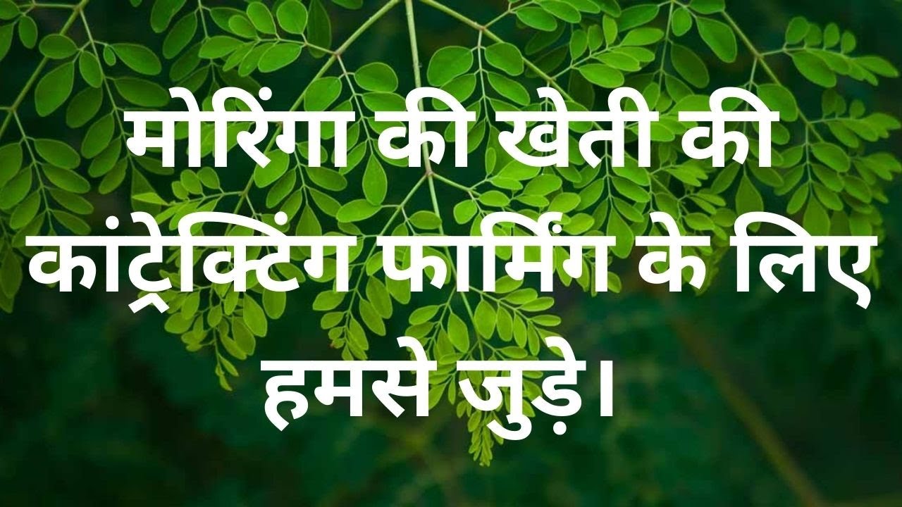 Moringa Leaf Cultivation Farm Visit & Contract Farming Opportunities | Contact Us at 9799931200!