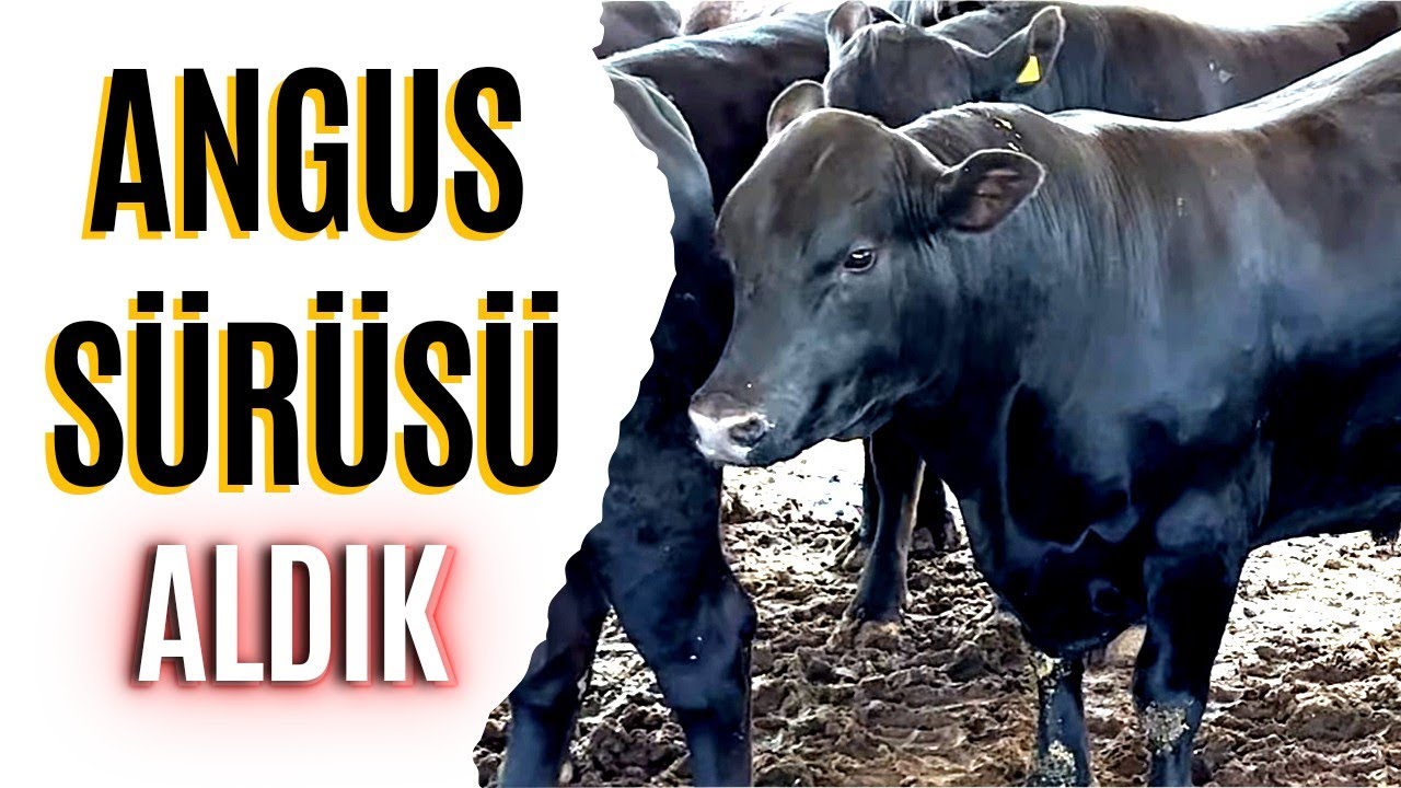ANGUS SÜRÜSÜ ALDIK