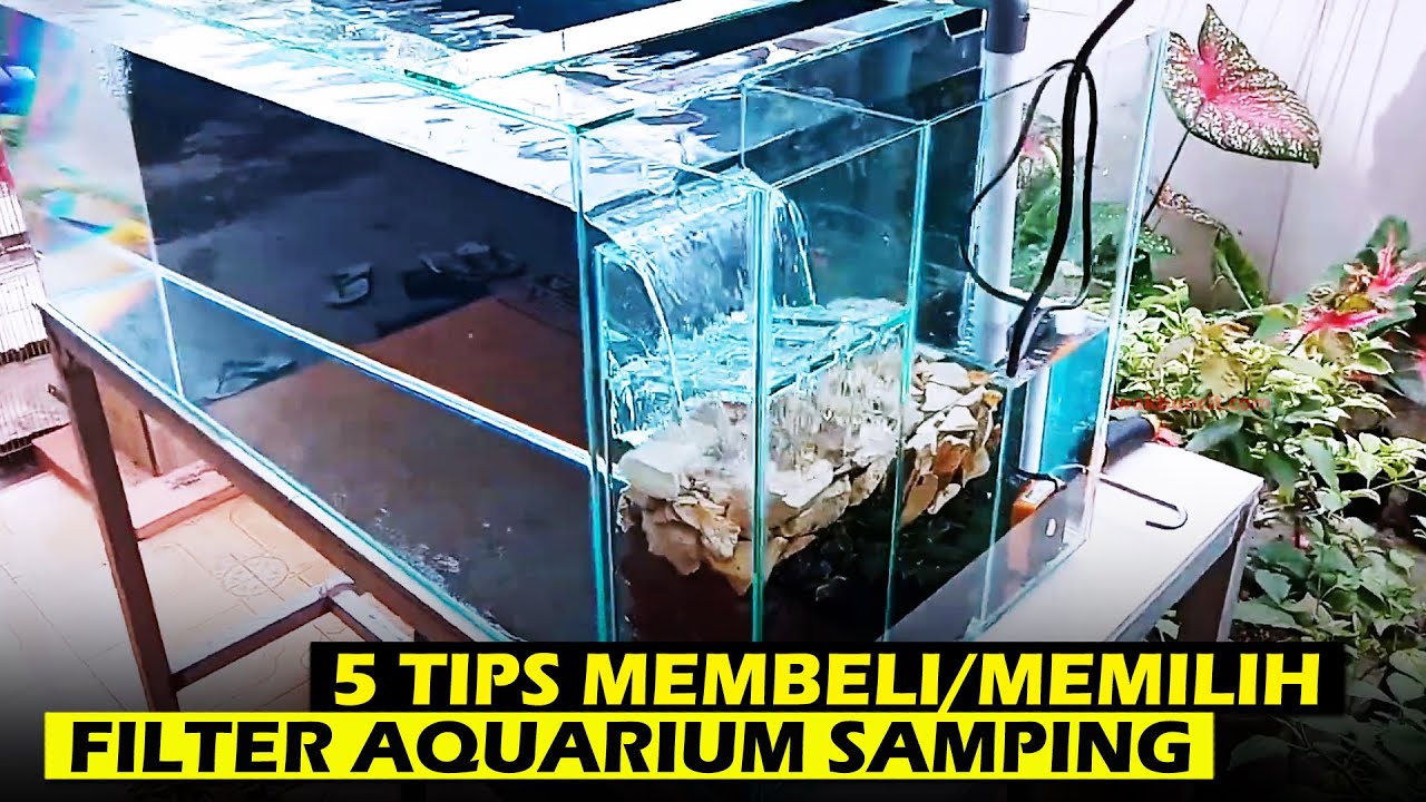 Perhatikan 5 Hal Penting Ini Saat Membeli Filter Aquarium Samping: Jangan Sampai Menyesal!