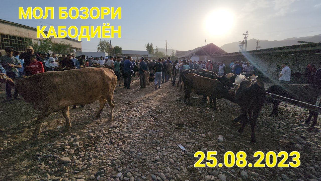 МОЛ БОЗОРИ КАБОДИЁН НАРХО КИМАТ ШИД