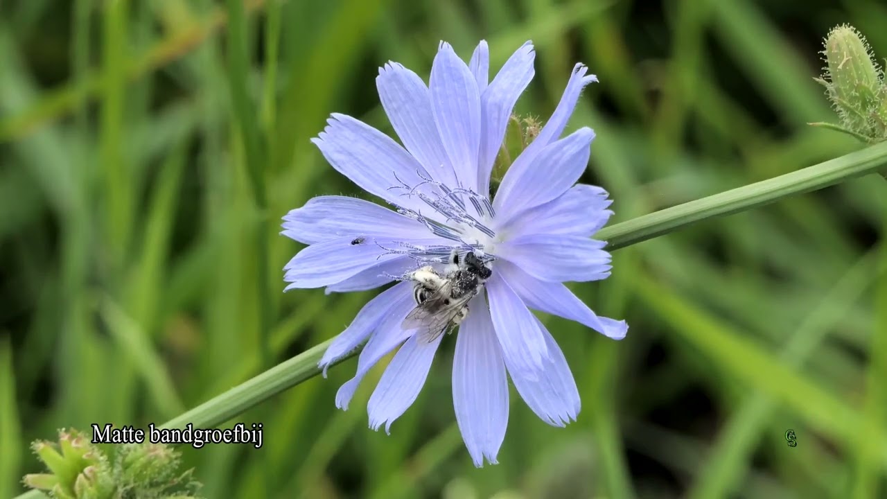 Natuurlijk Speek - Natuur in Limburg (Trailer)