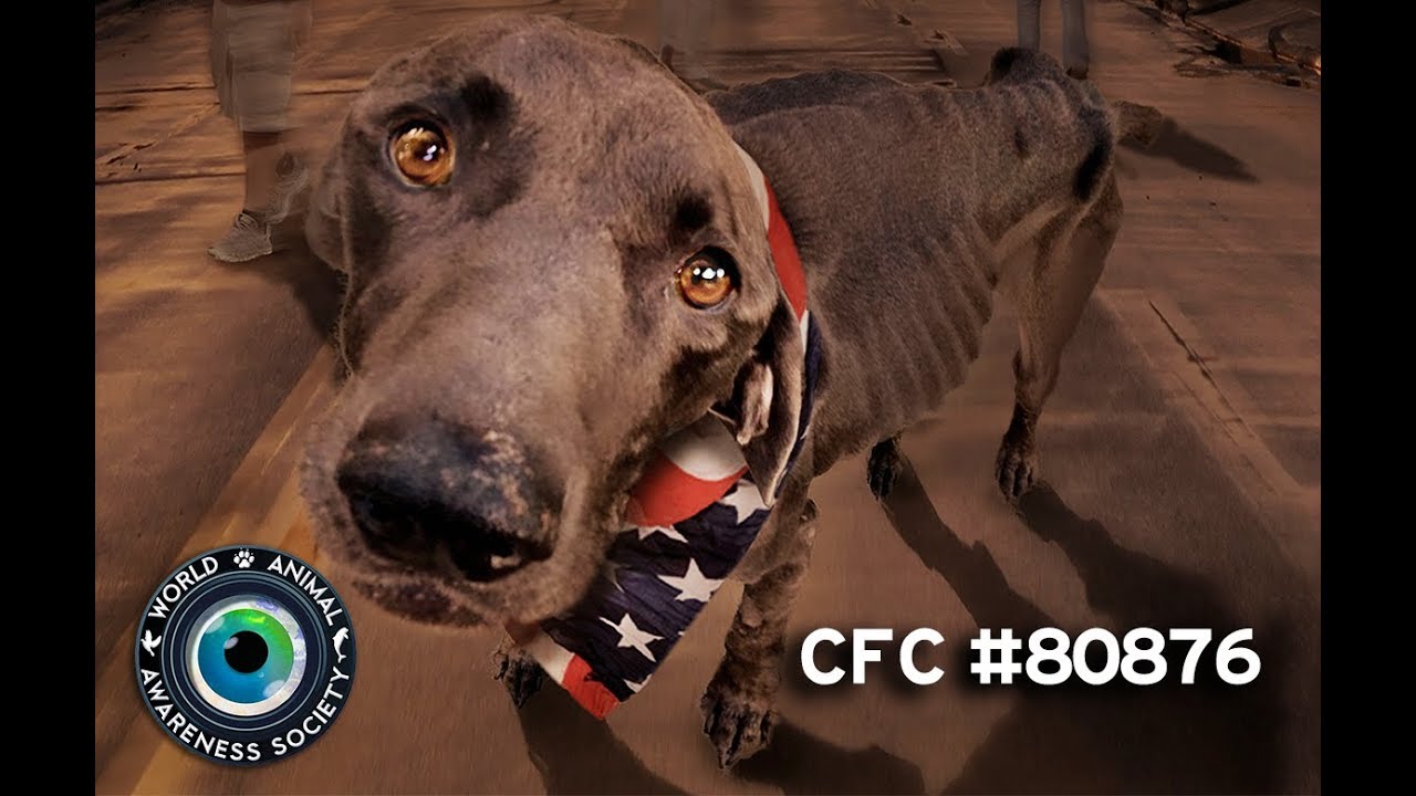 World Animal Awareness Society CFC 80876 American Strays Project Best Of Combined Federal Campaign
