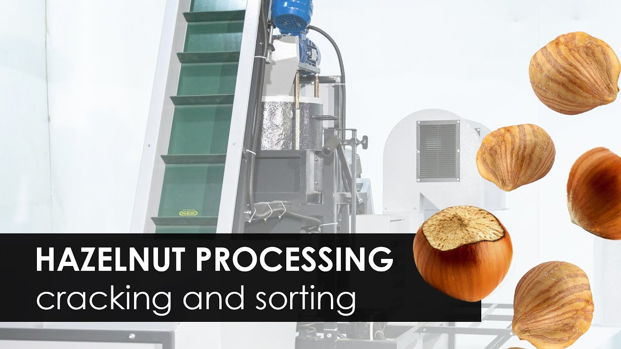 Hazelnut cracking and sorting line 200 kg/h. Industrial processing