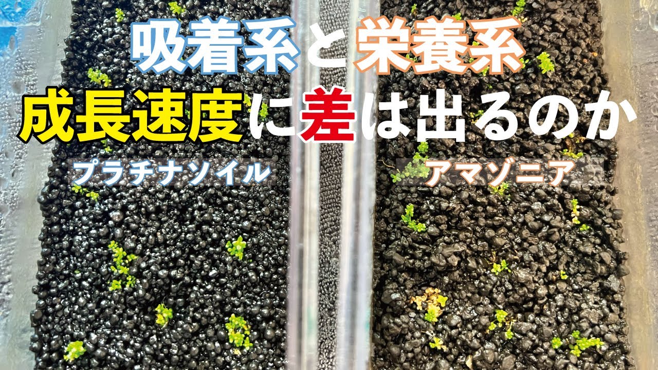 キューバパールグラスを用いた吸着系・栄養系ソイルの比較