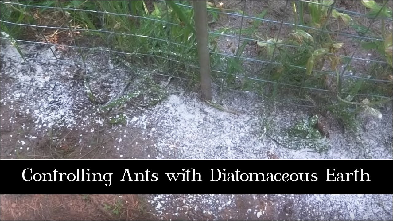 Controlling Ants with Diatomaceous Earth