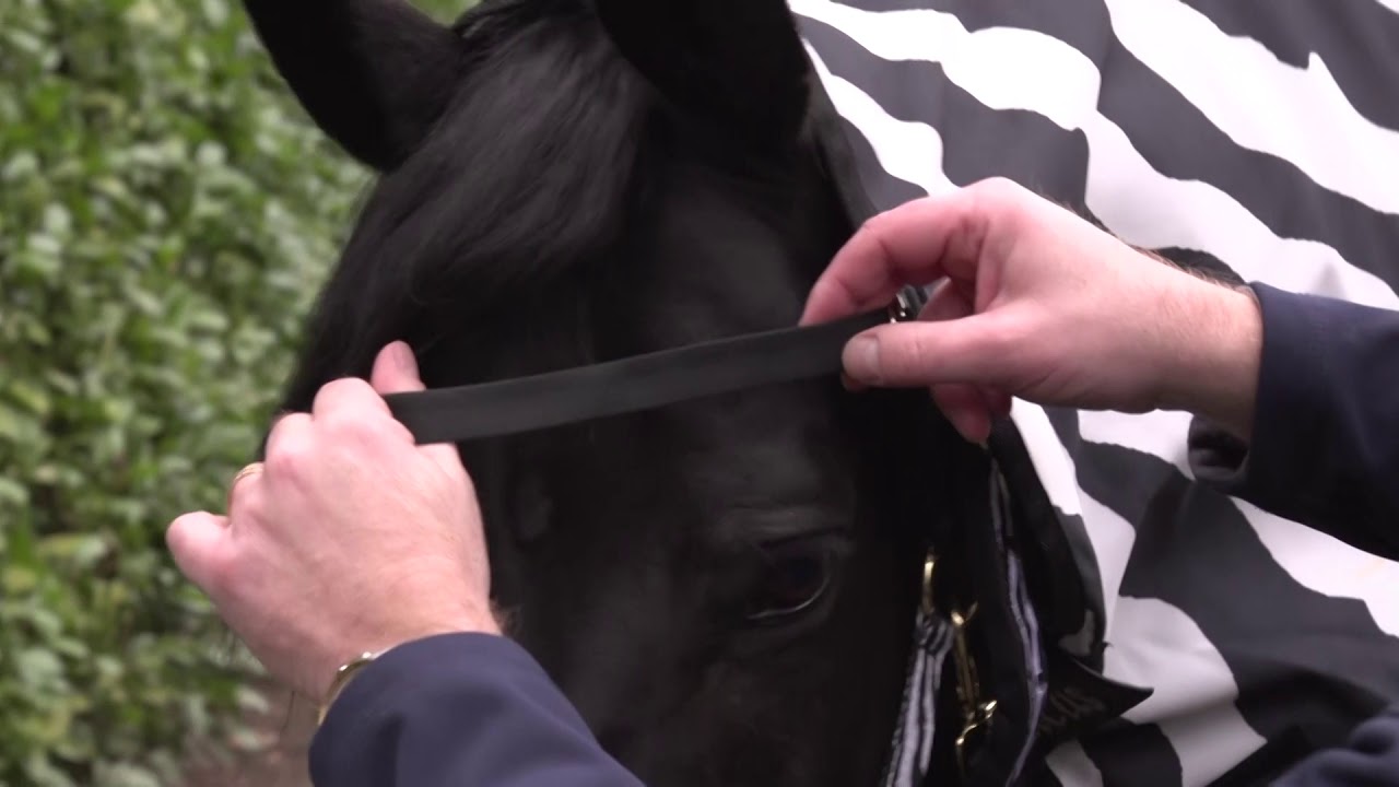 Paardendeken - Bucas Sweet Itch Zebra