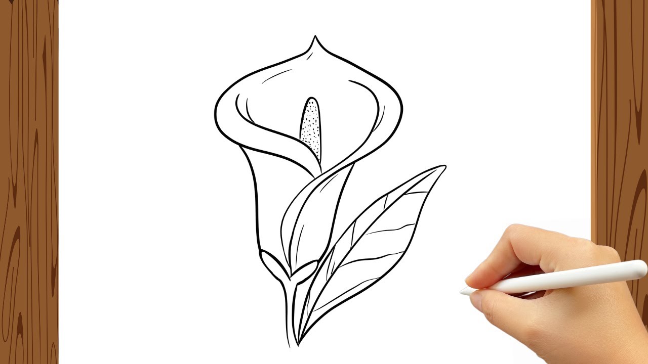 How to Draw Calla Lily