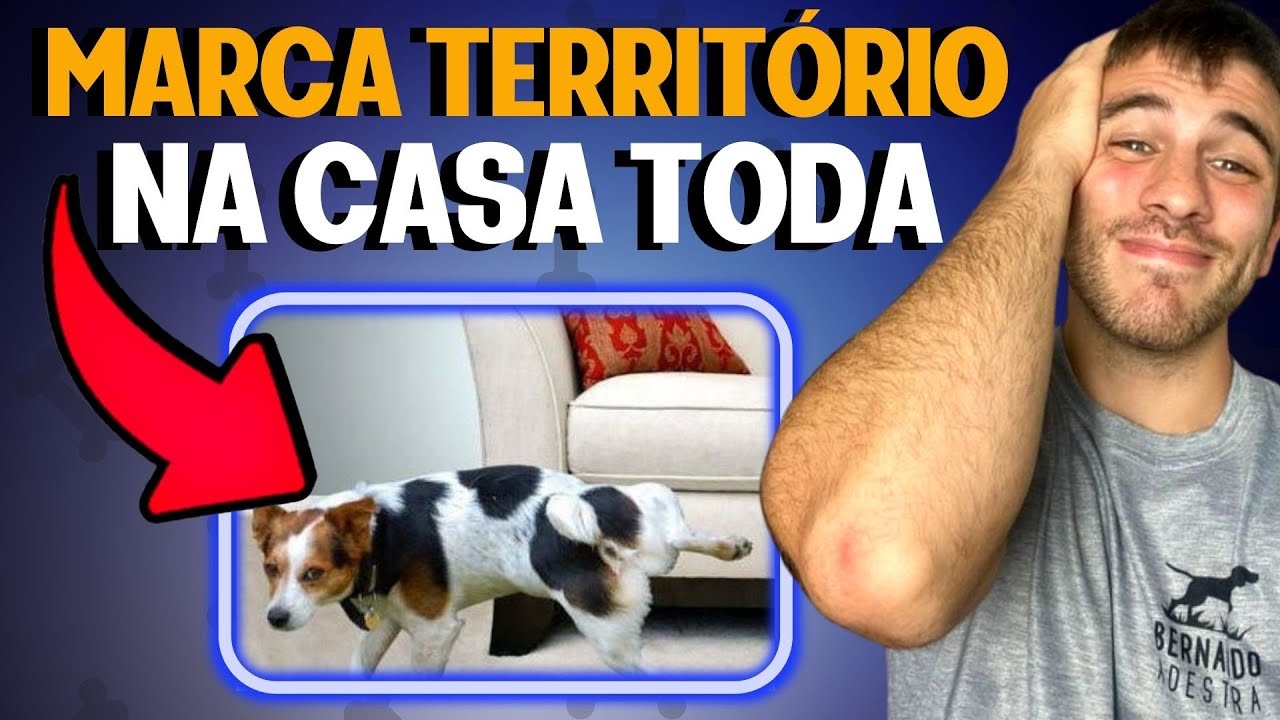 Como Ensinar O Cachorro A Parar De Marcar Território Em Casa
