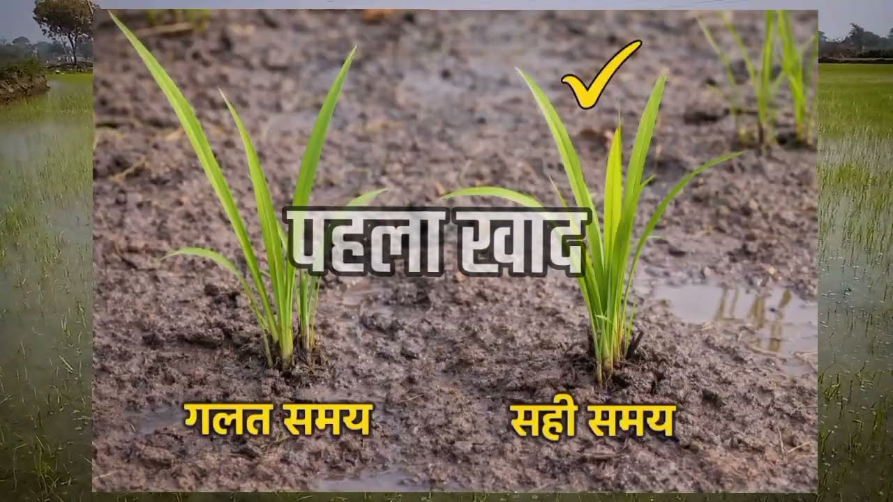 धान में पहला खाद ❌ गलत vs सही तरीका | ज्यादा टिलर कैसे आएगा? Kisan pratik 