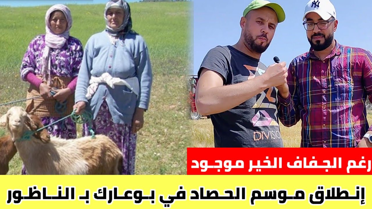 من أشـهر الأماكن الفـلاحية بـ النـاظور إنـطلاق موسم الحـصاد رغم الجفاف الخيـر موجود - Nador