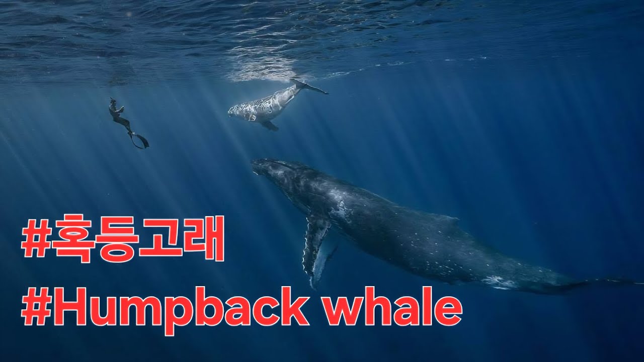 오키나와에서 만난 혹등고래 가족! #혹등고래 #Humpback whale