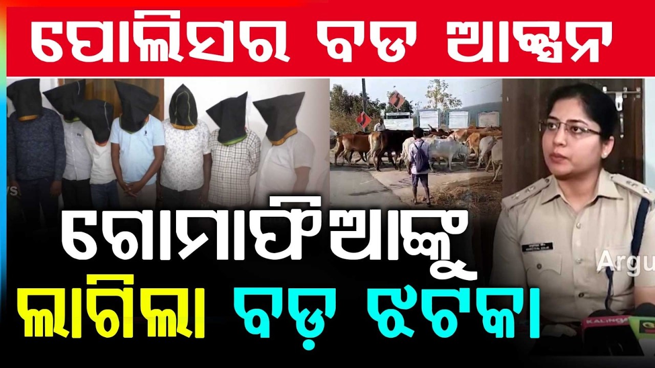 Sundargarh Police Crackdown On Cow Smuggling | 864 Cattle Rescued | 98 Arrested | Argus News
