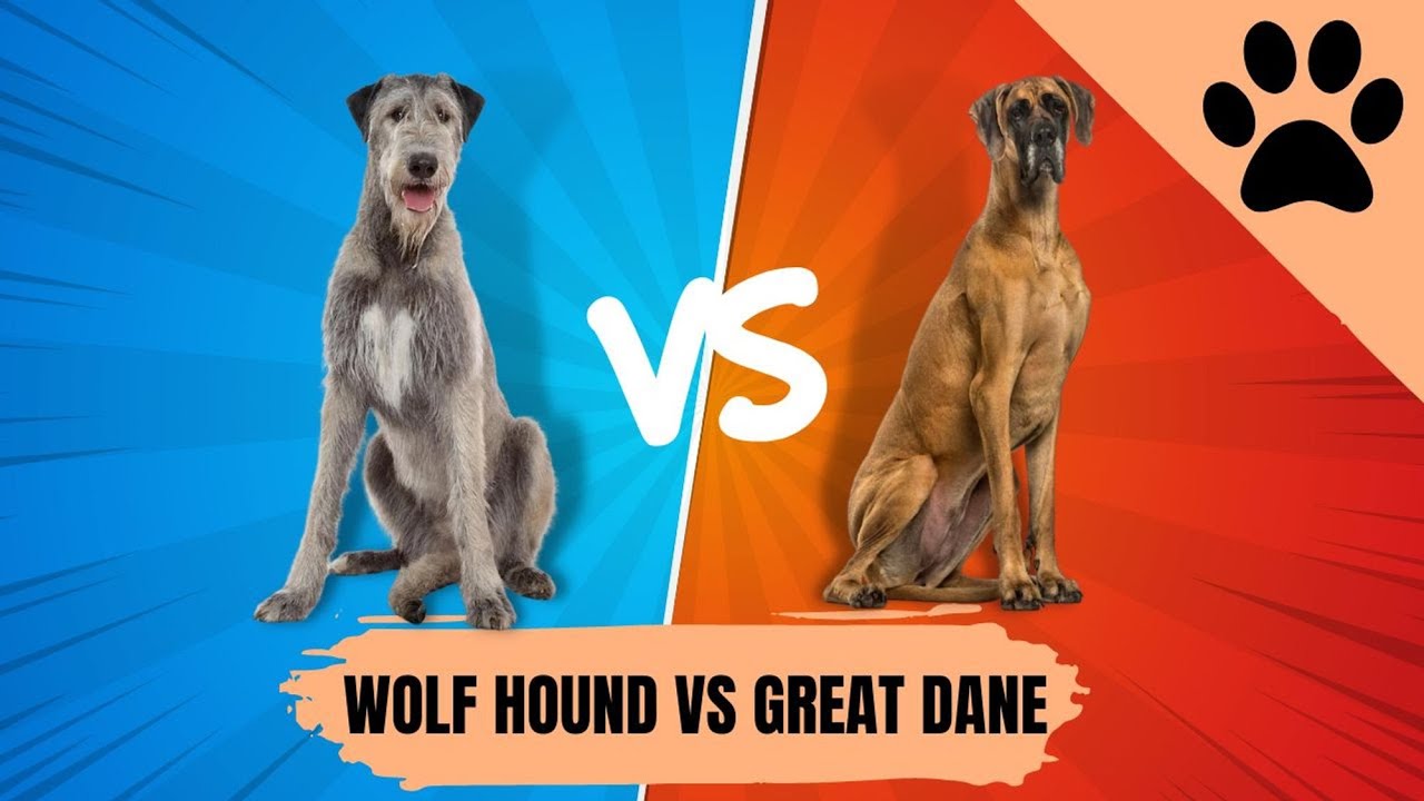The Irish Wolfhound vs Great Dane