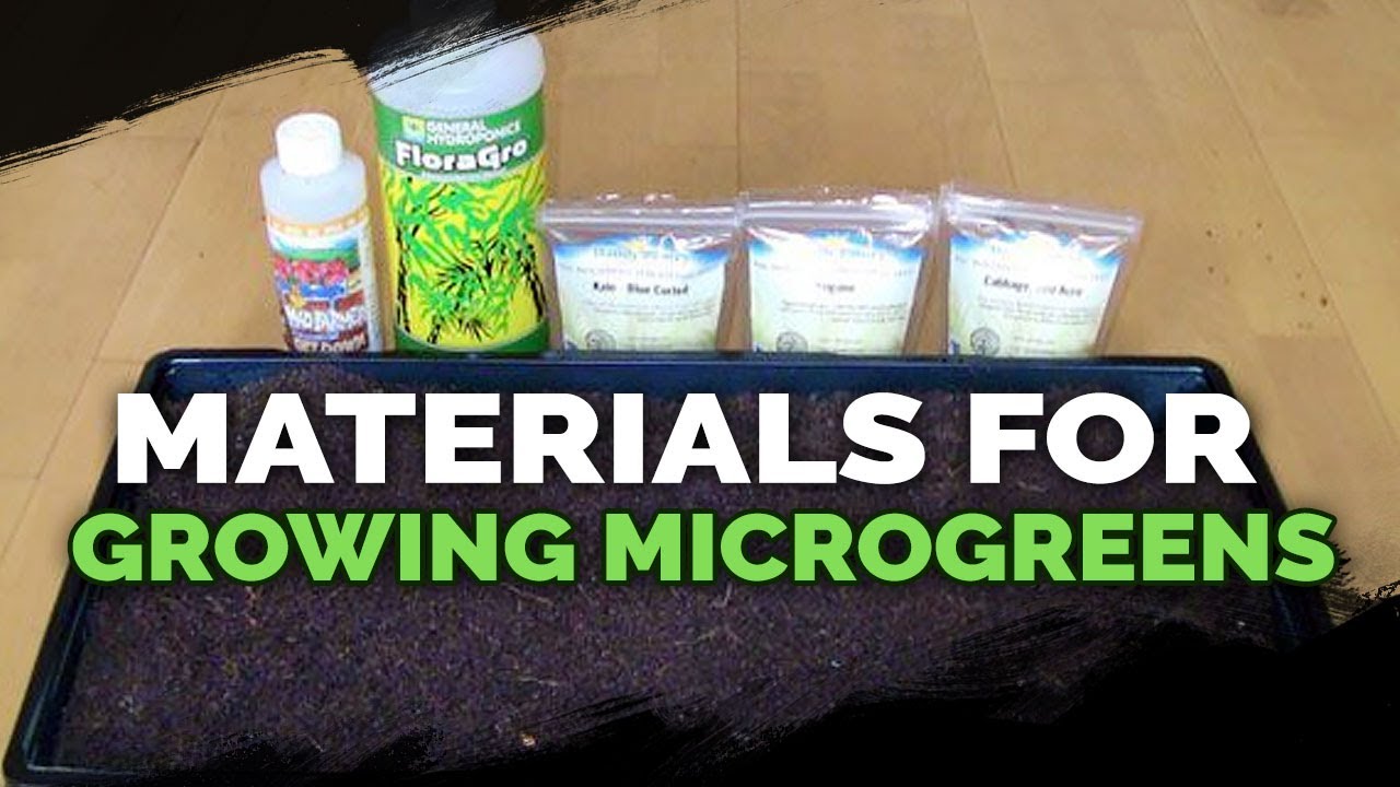 Microgreens Growing: Materials and Beginner's Guide