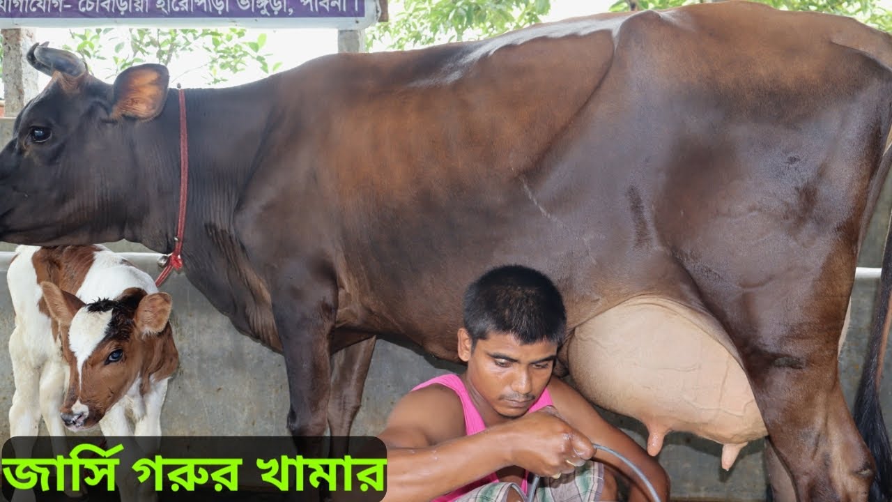 জার্সি গরুর খামার | জার্সি গাভীর দাম ও দুধ | সঙ্গে ৩৫ লিটার দুধের মুন্ডি | সততা ডেইরি ফার্ম