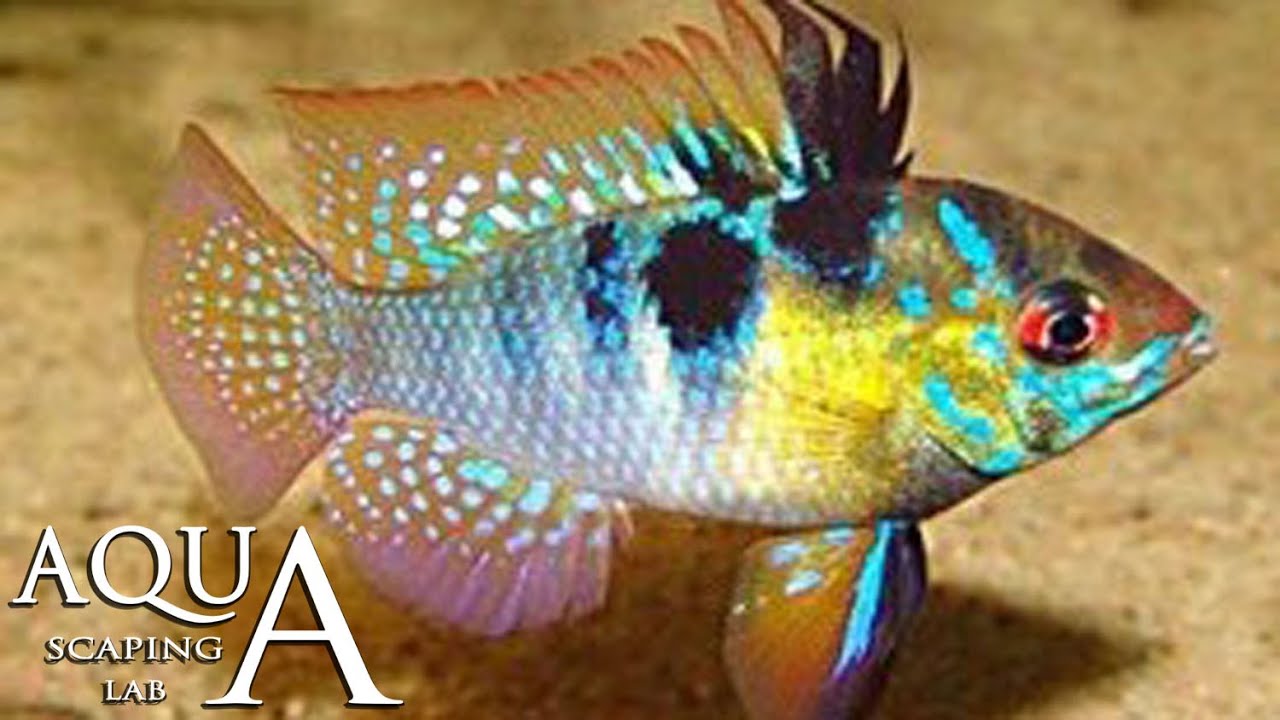 Aquascaping Lab - Mikrogeophagus Ramirezi Dwarf Cichlid info / Apistogramma Ciclide nano di Ramirez