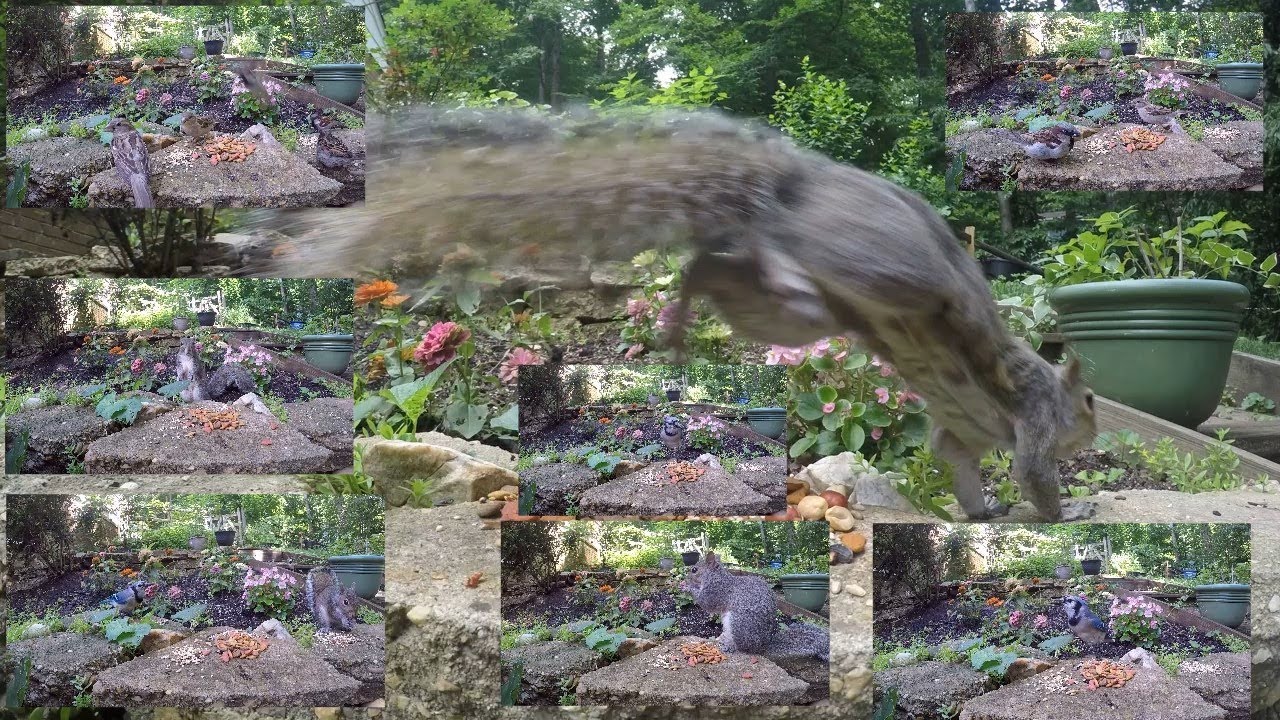 ngắm chim s&oacute;c thư gi&atilde;n - Birds squirrels for cats to watch