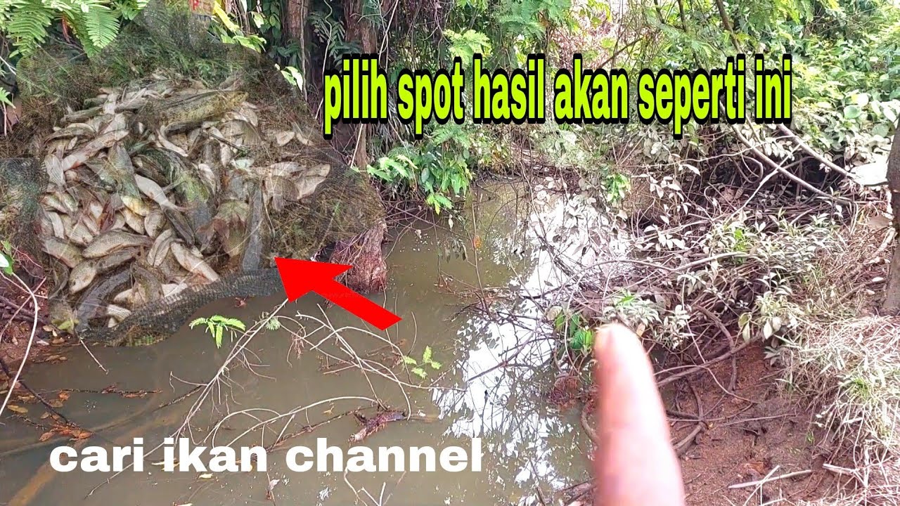 BAHAGIA BERIRING BANGGA NGURAS DI KALI MATI IKAN YG MAHAL SEMUA