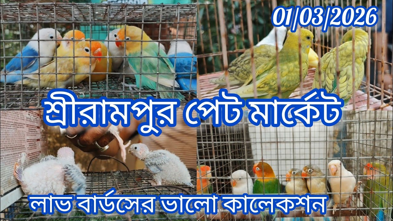 Shrirampur Pet Market 🦜 Recent Birds Price Update 🦜 01/03/2026🦜 লাভ বার্ডসের ভালো কালেকশন 🦜