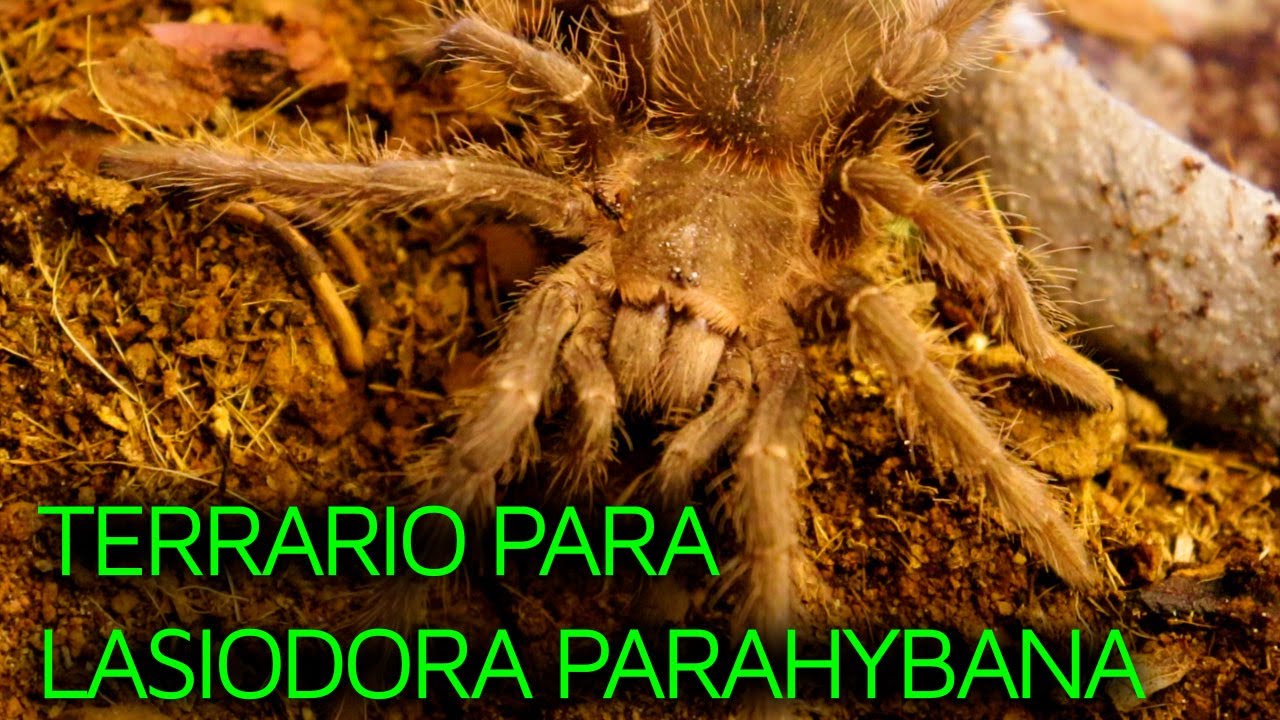 TERRARIO LASIODORA PARAHYBANA | REHOUSING | TARÁNTULA GIGANTE | TARÁNTULA SALMÓN ROSADO DE BRASIL |