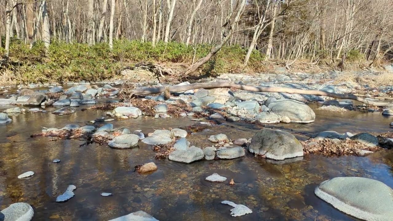 川の上流に行ってみた