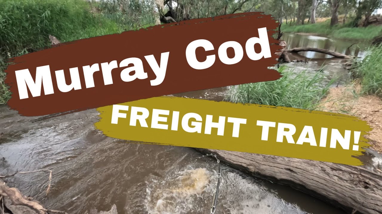 Murray Cod Fishing - Freight Train Hit!