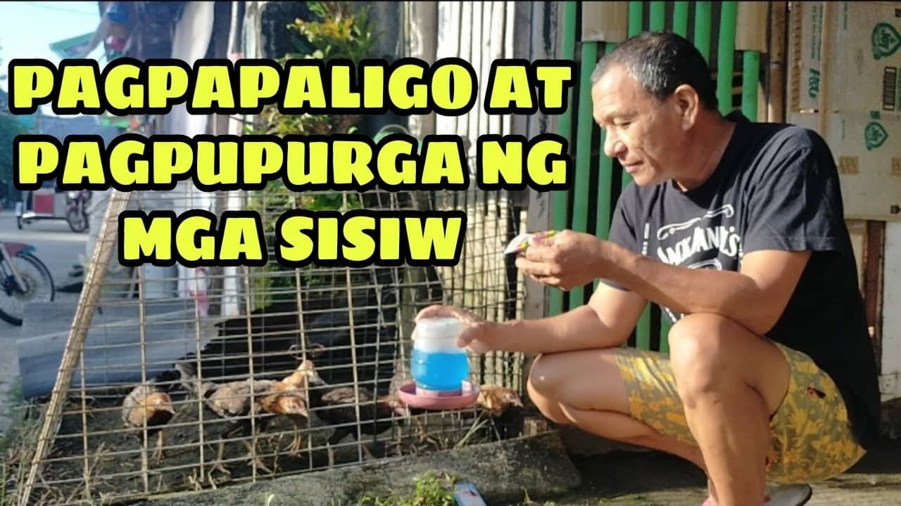 PAGPAPALIGO AT PAGPUPURGA NG MGA SISIW || BALERIANS GAMEYARD