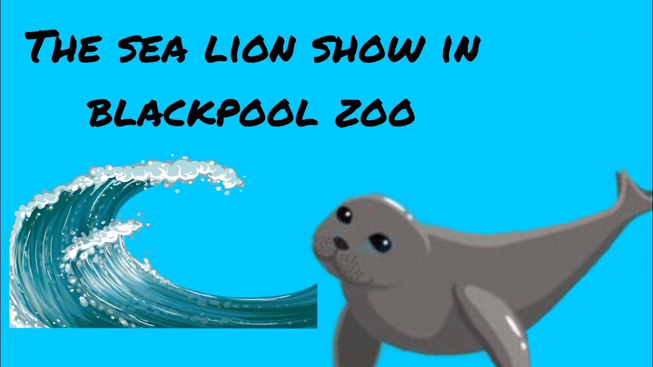 The sea lion show in Blackpool zoo